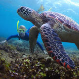 Snorkeling with a marine biologist